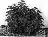 Lantana%20compara%20%27Robpatlol%27