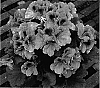 Pelargonium%20x%20domesticum%20%27Elegance%20Lavender%27