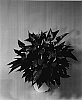 Anthurium%20hybrida%20%27TWYAN0015%27