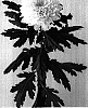 Chrysanthemum%20x%20morifolium%20%27Dekalgarve%27