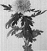 Chrysanthemum%20x%20morifolium%20%27Dekmallorca%27