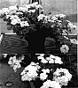 Verbena%20x%20hybrida%20%27Sunivaho%27