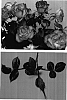 Rosa%20hybrida%20%27minima%27%20%27SAVaworry%27
