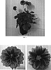 Dahlia%20variabilis%20%27Dapasuje%27