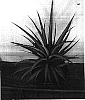Ananas%20lucidus%20%27Xanda%27