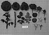 Rosa%20hybrida%20%27JACamite%27