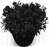 Dianthus%20caryophyllus%20%27Classica%27