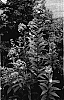 Phlox%20paniculata%20%27David%27s%20Lavender%27