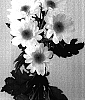Chrysanthemum%20x%20morifolium%20%27Dekpeso%27