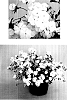 Phlox%20hybrida%20%27USPHLOTM6%27