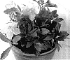 Helleborus%20niger%20%27HGC%20Jacob%27
