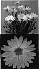 Osteospermum%20ecklonis%20%27Lanaca%27