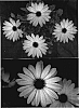 Osteospermum%20ecklonis%20%27Lanaflo%27