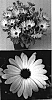 Osteospermum%20ecklonis%20%27Lanapal%27