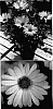 Osteospermum%20ecklonis%20%27Lanavalia%27