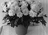 Chrysanthemum%20x%20morifolium%20%27Serginho%27