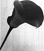 Zantedeschia%20spp.%20%27Picante%27