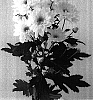 Chrysanthemum%20x%20morifolium%20%27Mona%20Lisa%20Cream%27