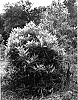 Magnolia%20virginiana%20var.%20australis%20%27Perry%20Paige%27