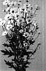 Chrysanthemum%20x%20morifolium%20%27Deklindi%20White%27