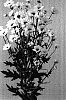Chrysanthemum%20x%20morifolium%20%27Deklindi%20White%27