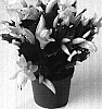 Schlumbergera%20truncata%20%27THOR-LIVIA%27