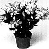 Schlumbergera%20truncata%20%27THOR-PANDORA%27