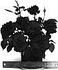 Rosa%20hybrida%20%27WEKearman%27
