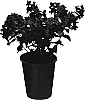 Cuphea%20llavea%20x%20procumbens%20%27FLAMENCO%20SAMBA%27