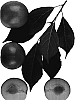 %5B%28Prunus%20salicina%20x%20%28Prunus%20salicina%20x%20Prunus%20armeniaca%29%29%20x%20Prunus%20salicina%5D%20%27Candy%20Stripe%27