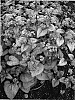 Brunnera%20macrophylla%20%27Looking%20Glass%27