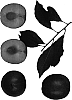 Prunus%20sp.%20%27Amigo%20II%27