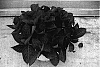 Hydrangea%20macrophylla%20%27RIE%2012%27