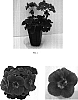 Pelargonium%20x%20hortorum%20%27Balshorozle%27