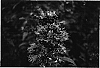 Caryopteris%20x%20clandonensis%20%27Inoveris%27
