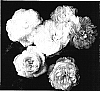 Rosa%20hybrida%20%27Meidelweis%27