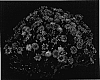 Chrysanthemum%20x%20morifolium%20%27Flashy%20Yogretchen%27