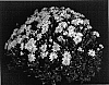 Chrysanthemem%20x%20morifolium%20%27Bright%20Yogretchen%27