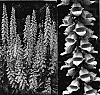 %28Digitalis%20lanata%20x%20grandiflora%29%20x%20%28Digitalis%20laevigata%29%20%27Spice%20Island%27