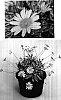 Euryops%20chrysanthemoides%20%27Purfled%27