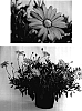 Osteospermum%20ecklonis%20%27Mt.%20Dandenong%27