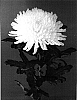 Chrysanthemum%20x%20morifolium%20%27Tatyana%27