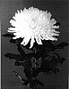 Chrysanthemum%20x%20morifolium%20%27Tatyana%27