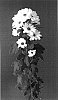 Chrysanthemum%20x%20morifolium%20%27Noa%27
