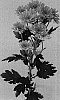 Chrysanthemum%20x%20morifolium%20%27Dekproud%27