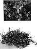 Stachys%20aethiopica%20%27NPN%20001%27
