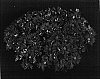 Chrysanthemum%20x%20morifolium%20%27Yosonoma%27