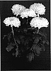 Chrysanthemum%20x%20morifolium%20%27Yoorchard%20Lake%27
