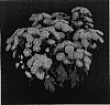 Chrysanthemum%20x%20morifolium%20%27Yokilleen%27