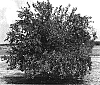 Citrus%20reticulata%20%27Tango%27